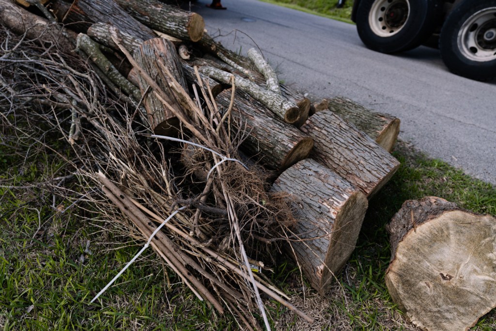 Buncles of tree branches