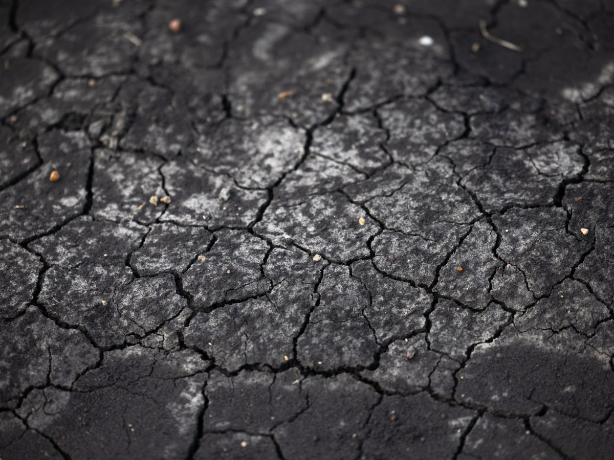Dry ground in a corn field