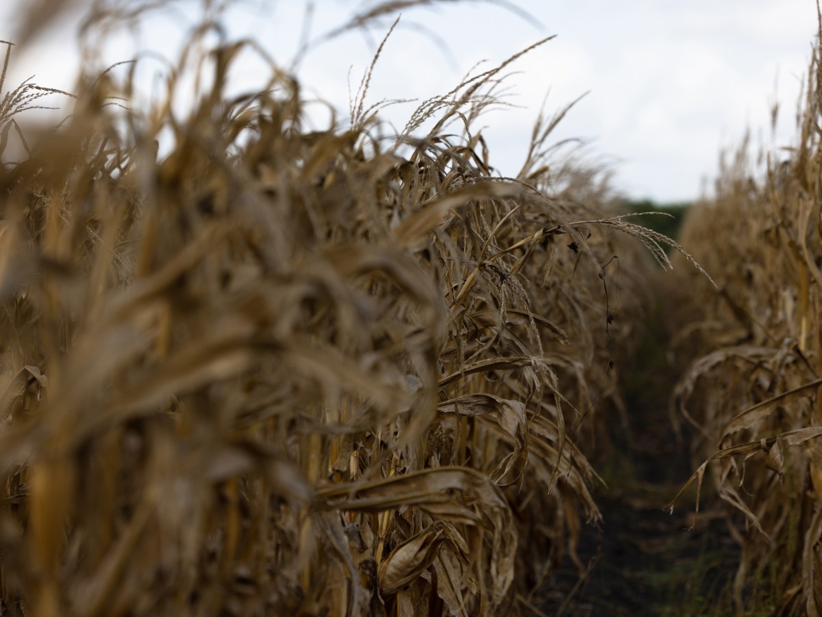 A dry corn field in the morning, Saturday, July 29, 2023, in Rosenberg.