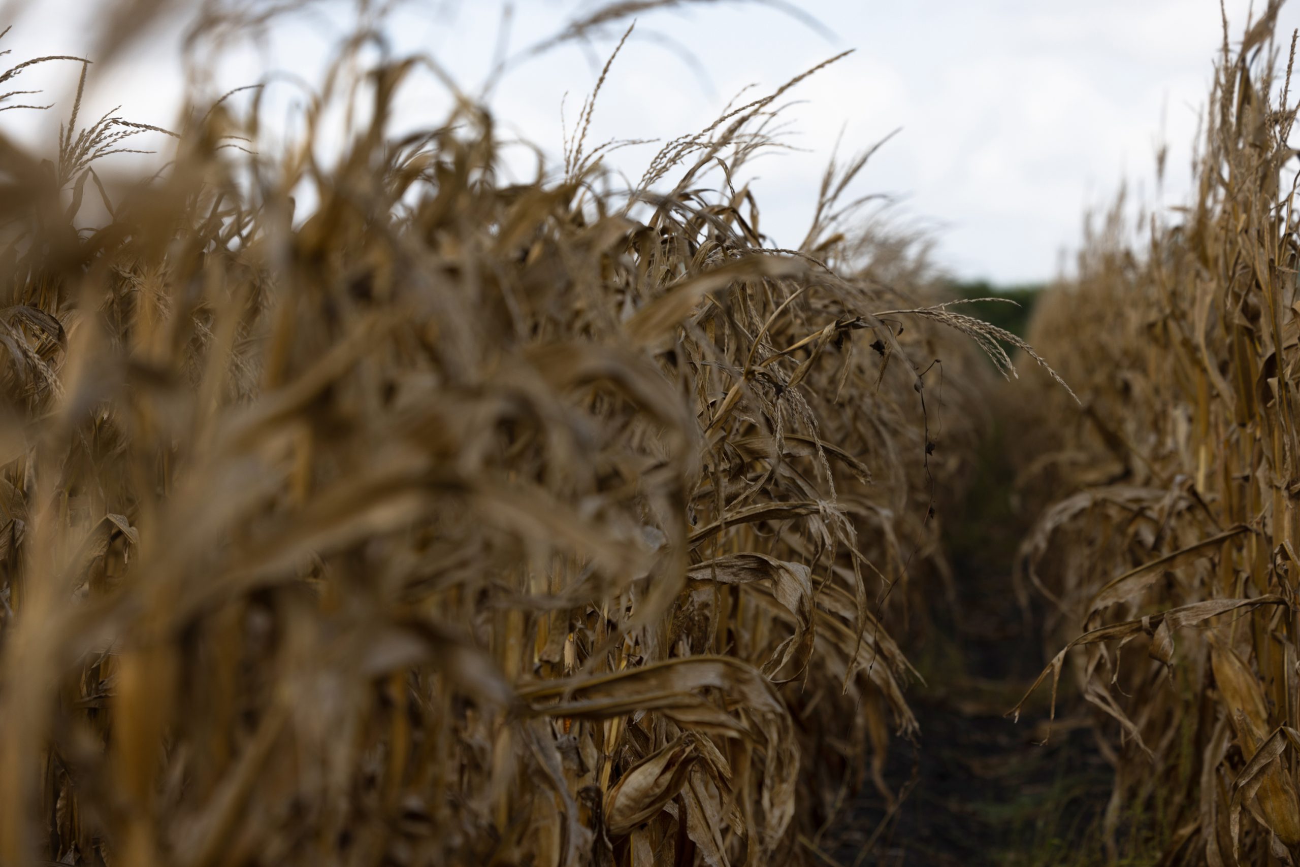 A dry corn field in the morning, Saturday, July 29, 2023, in Rosenberg.