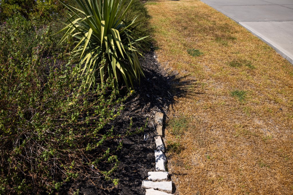 Native plants fill Claudia Schnelle’s front yard while grass dries due to heat on her neighbors lawn