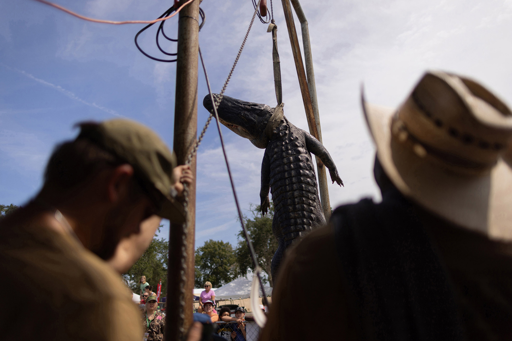 An alligator is weighed in during The Great Texas Alligator Roundup at Gatorfest in Anahuac