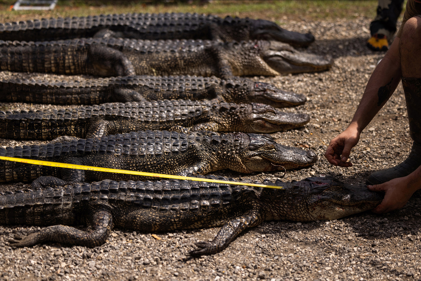 Alligators are measured at The Great Texas Alligator Roundup