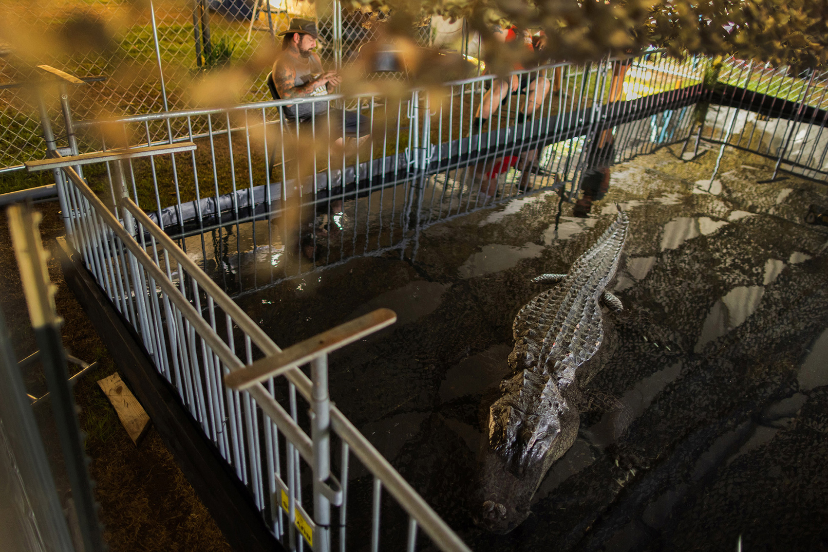 Gomer Pyle, an alligator caught in Beaumont is on display in Gatorfest's educational tent