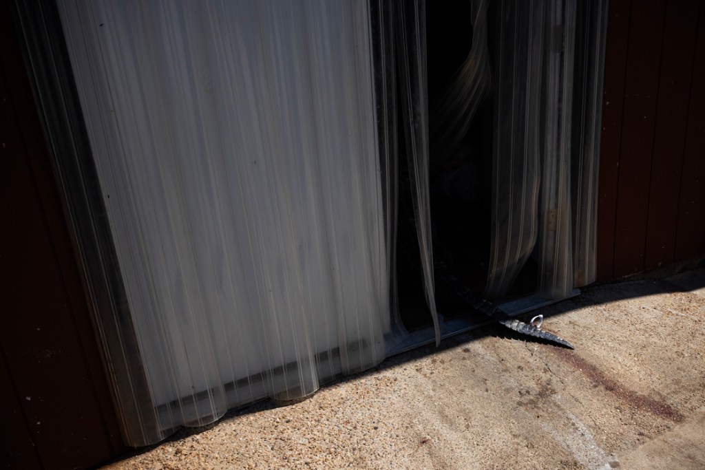 Willies Nelson drags the alligator he caught on the last day of hunting season