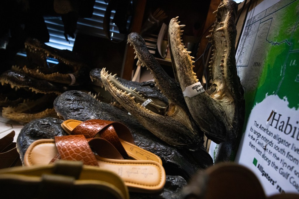 Alligator heads and shoes made with alligator skin at Porter’s Wild Game Processing and Alligator Farm