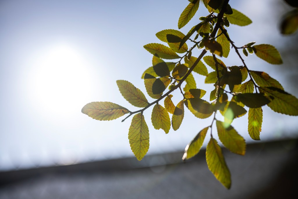 Leaves of a cedar elm tree that will be replaced by a bald cypress tree in Houston. 