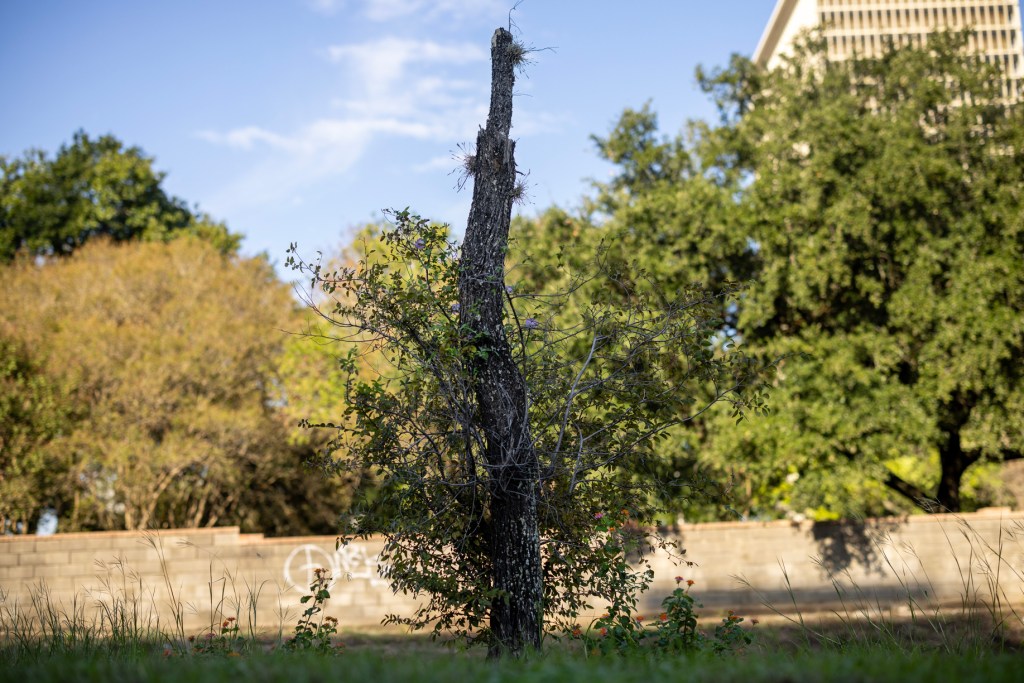 A dead cedar elm tree east Montrose Boulevard north of Allen Parkway, Friday, Oct. 6, 2023, in Houston. The trees outside the soon to come Ismail Center Houston will be replaced by bald cypress trees. 