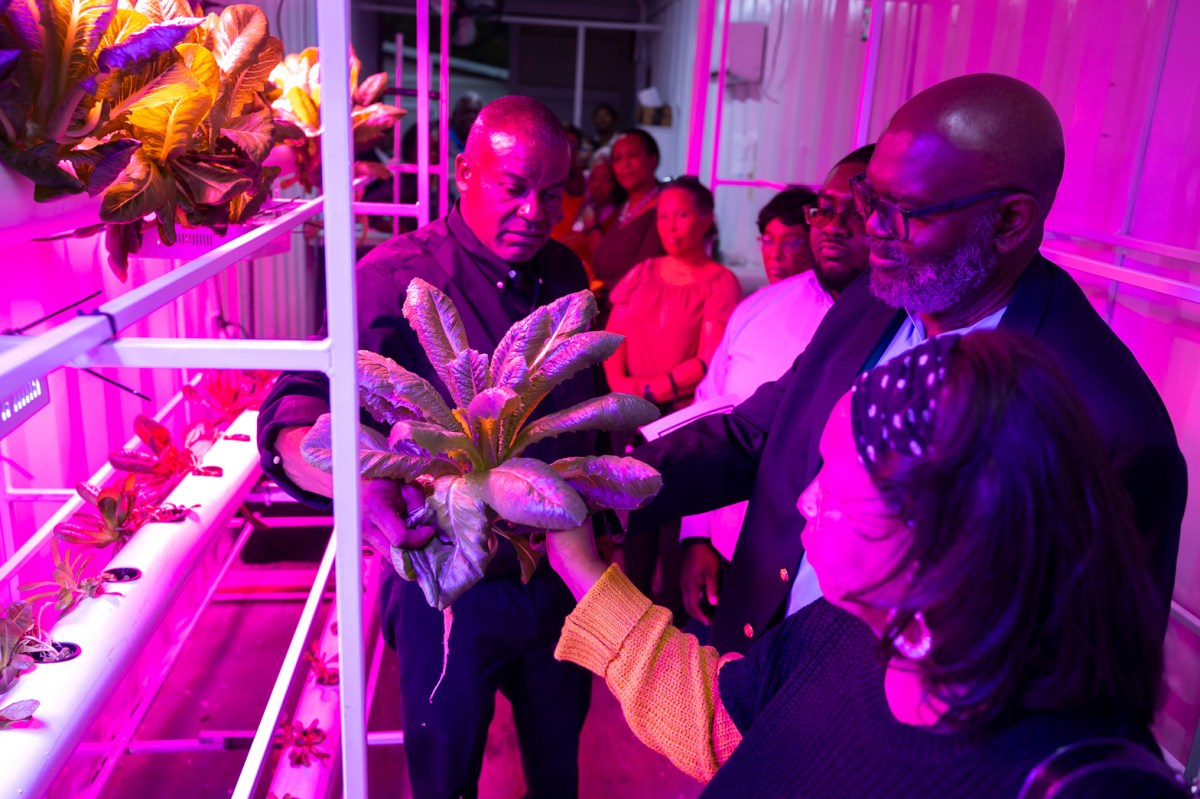 Rafash Brew shares lettuce grown in his hydroponics garden during a tour on Oct. 19, 2023, outside the home of the Black United Fund of Texas in Fifth Ward. (Annie Mulligan / Houston Landing)