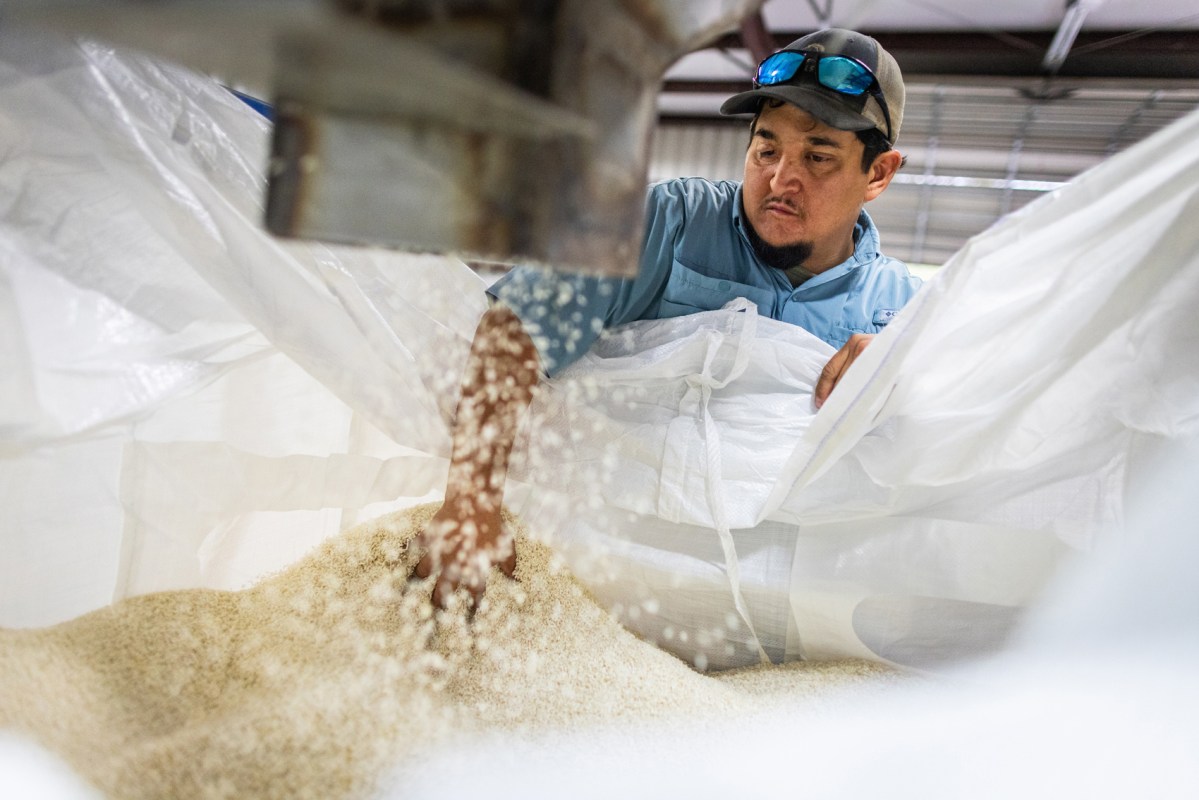 Miguel Chavez takes a look at freshly processed Harvest Grain Mills’ organic rice, Thursday, Nov. 30, 2023, in Anahuac.