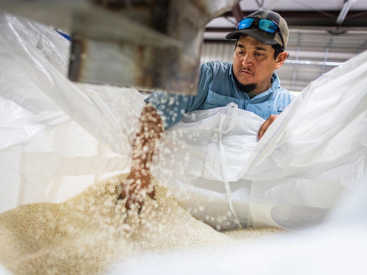 Miguel Chavez takes a look at freshly processed Harvest Grain Mills’ organic rice, Thursday, Nov. 30, 2023, in Anahuac.