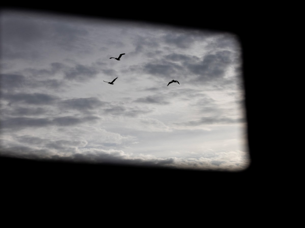 A flock of birds seen through a bird blind at Baytown Nature Center,