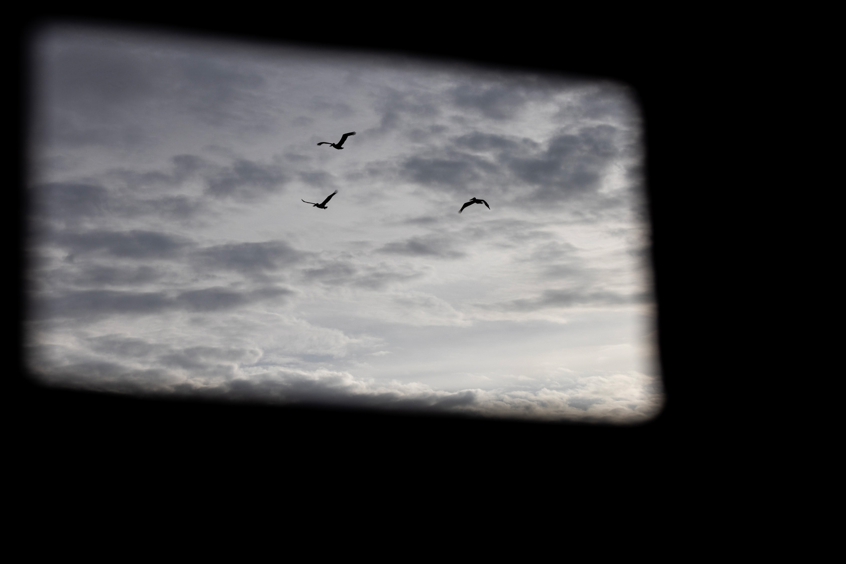 A flock of birds seen through a bird blind at Baytown Nature Center,