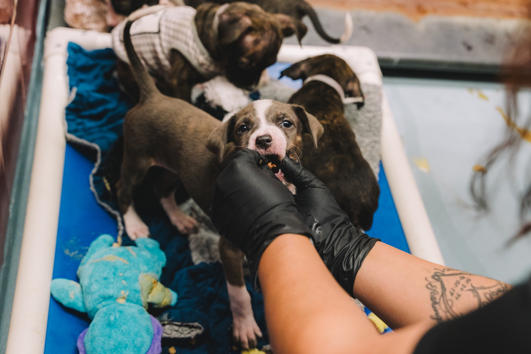 Samantha Reza, a staff member at BARC Animal Shelter and Adoptions, gives wet food to puppies on Wednesday, Jan. 24, 2024, in Houston.