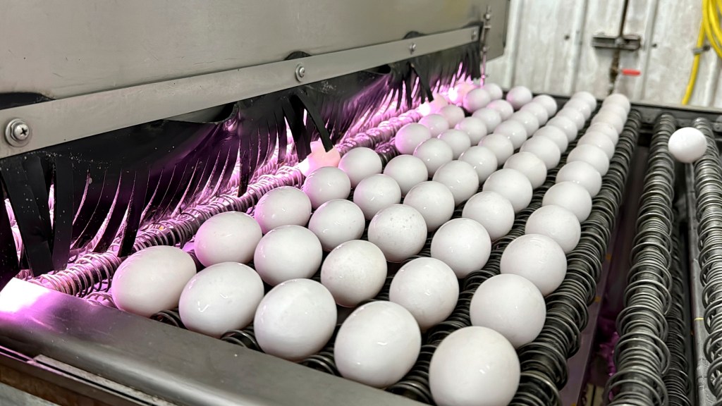 Eggs are cleaned and disinfected at the Sunrise Farms processing plant in Petaluma, Calif., on Thursday, Jan. 11, 2024, which had seen an outbreak of avian flu.