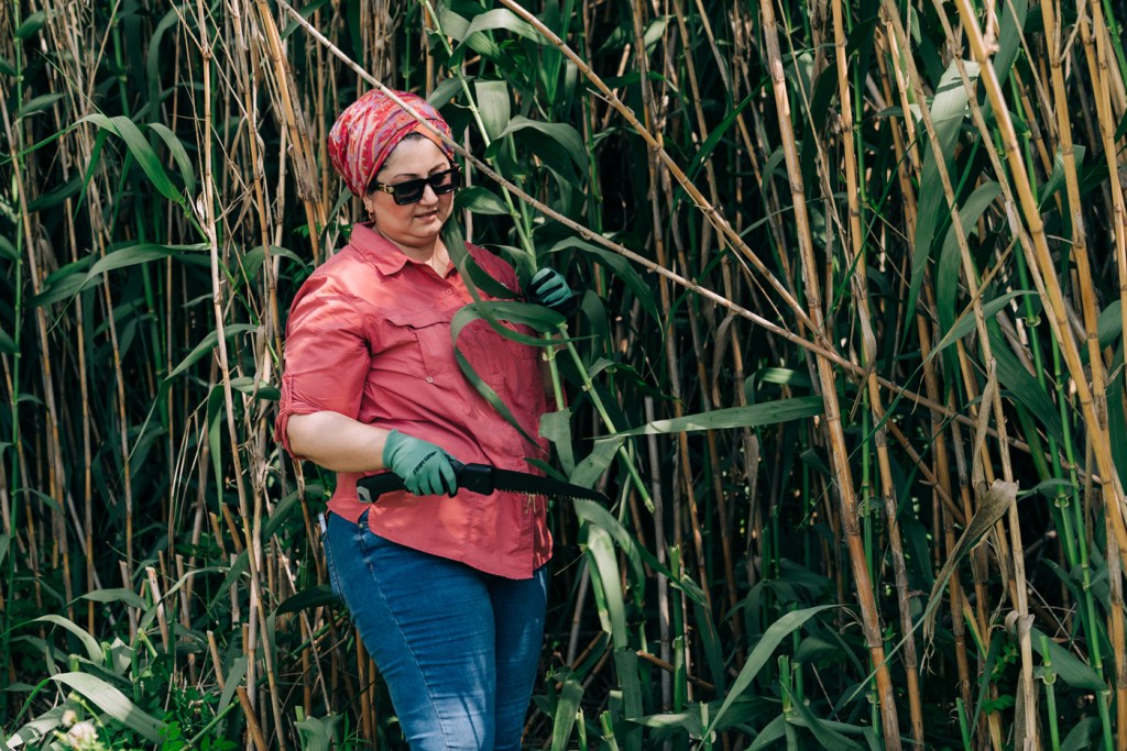 Umama Alazzawi cuts reeds to be used as part of a project that will bring a mudhif to Houston.