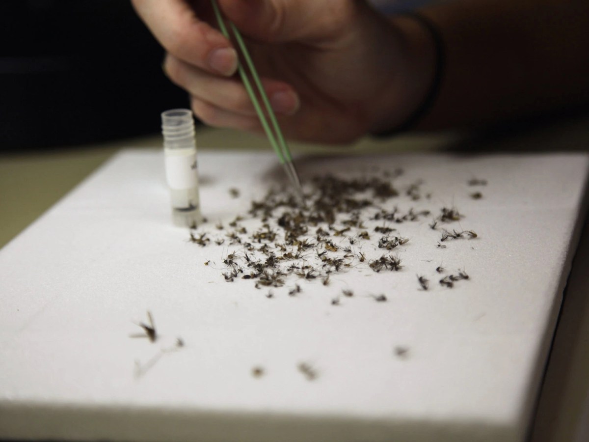 In this June 2, 2016 photo, Christy Roberts, with Harris County Public Health & Environmental Services, examines mosquitos collected in a trap in Houston at the Harris County Mosquito Control lab.